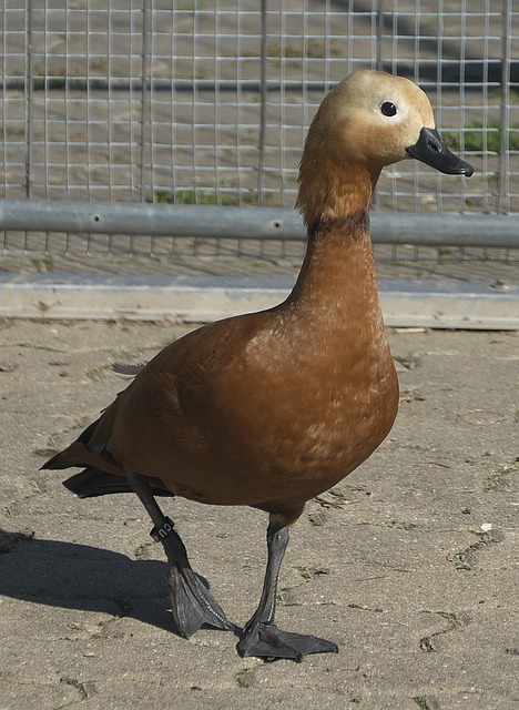 扑救