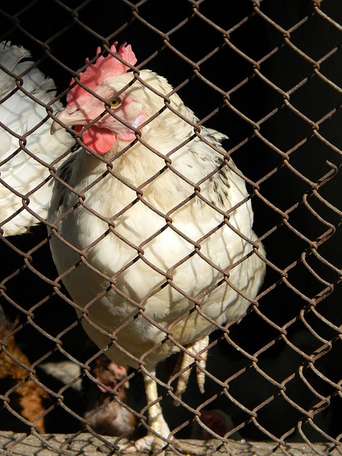 而脱颖而出 而脱颖而出